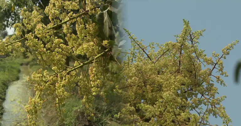 রাজশাহীর আম বাগানে মুকুলে ছেয়ে গেছে গাছ